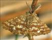 1952 (70.275) Common Heath